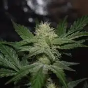 Sour crinkle + 3 bears OG Autoflower