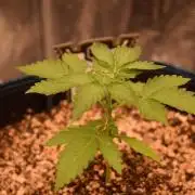 Sour crinkle + 3 bears OG Autoflower