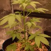 Sour crinkle + 3 bears OG Autoflower