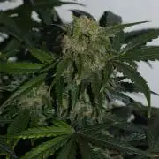 Bear Force One (Mephisto) + Biotabs