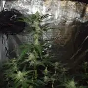 Sour crinkle + 3 bears OG Autoflower