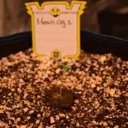 Sour crinkle + 3 bears OG Autoflower