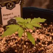 Sour crinkle + 3 bears OG Autoflower