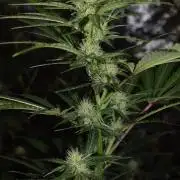 Sour crinkle + 3 bears OG Autoflower