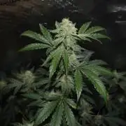 Sour crinkle + 3 bears OG Autoflower