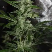 Sour crinkle + 3 bears OG Autoflower