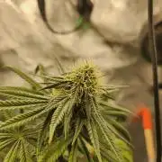 Gary & Gas Growlog | Hydroponics