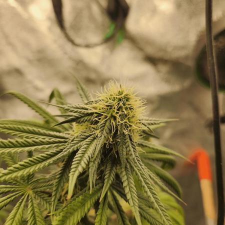 Gary & Gas Growlog | Hydroponics