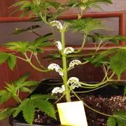 Critical Kush Barneys Farm 2 x 10 L