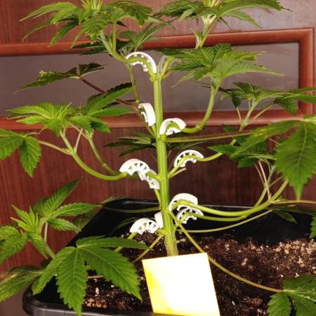 Critical Kush Barneys Farm 2 x 10 L