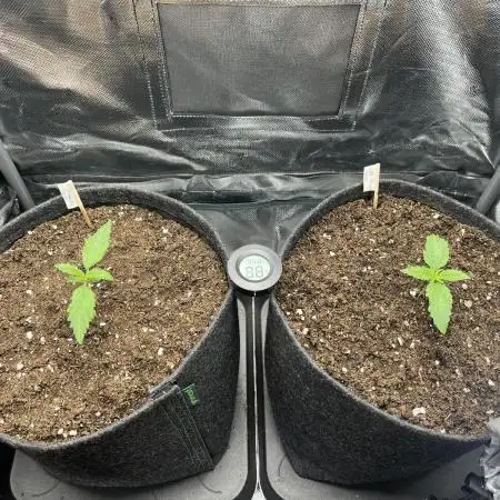 First Grow