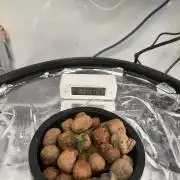 Primeiro ciclo dwc 60x60