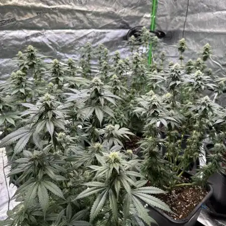 LFG Barney’s Farm(Lets fucking go)
