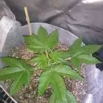 Humboldt Seed Company Bigfoot Glue