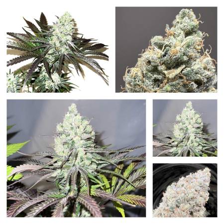 Gorilla Glue 4  ( Ganja Farmer Cup ) 