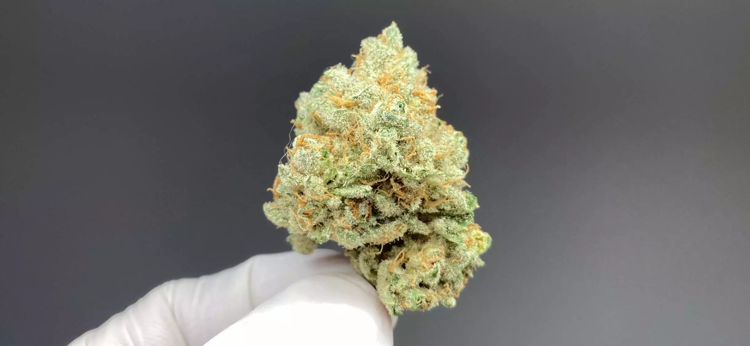 Monster Bud Mix / Zamnesia nutrient info - GrowDiaries
