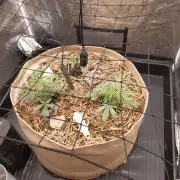 Gary sherbert living soil