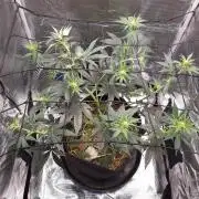 Garlic budder auto living soil test