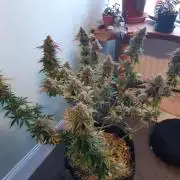Garlic budder auto living soil test