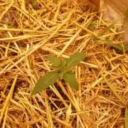 Living soil fast buds photos