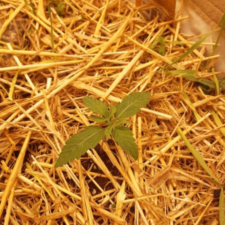 Living soil fast buds photos