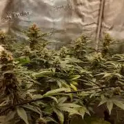 Garlic budder auto living soil test