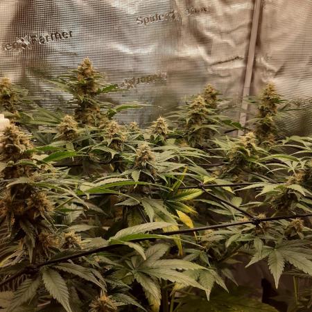 Garlic budder auto living soil test