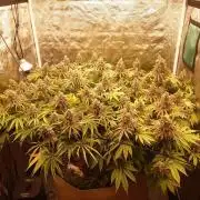 Living soil fast buds photos