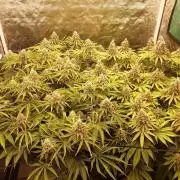 Living soil fast buds photos