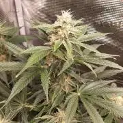 Garlic budder auto living soil test