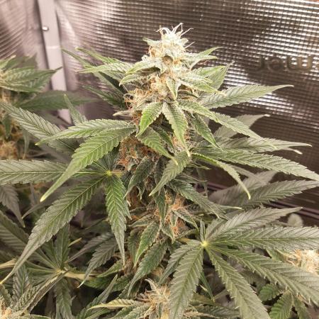 Garlic budder auto living soil test