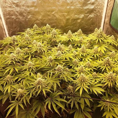 Living soil fast buds photos