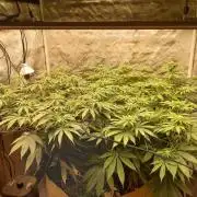 Living soil fast buds photos