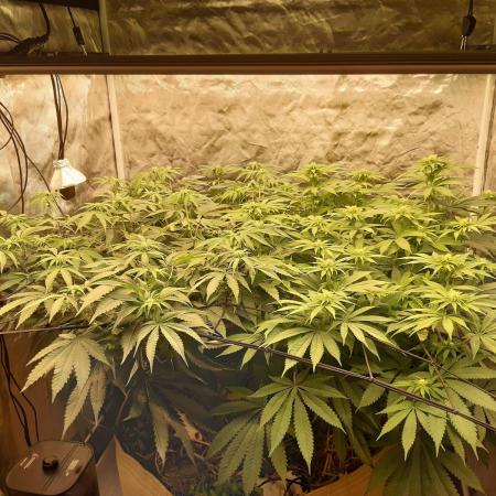 Living soil fast buds photos