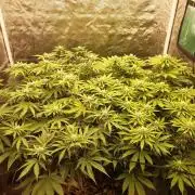 Living soil fast buds photos