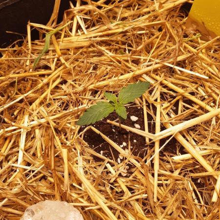 Garlic budder auto living soil test
