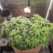 Living soil fast buds photos