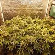 Living soil fast buds photos