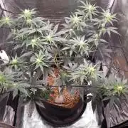 Garlic budder auto living soil test