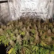 Living soil fast buds photos