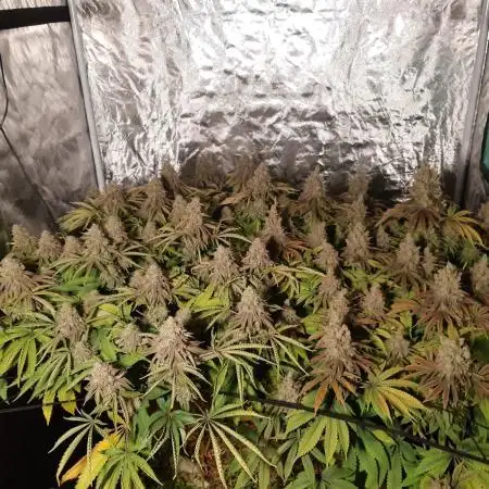 Living soil fast buds photos