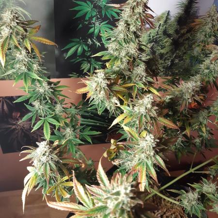 Garlic budder auto living soil test