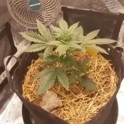 Garlic budder auto living soil test