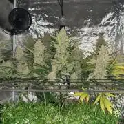Fast buds ecolife living soil grow