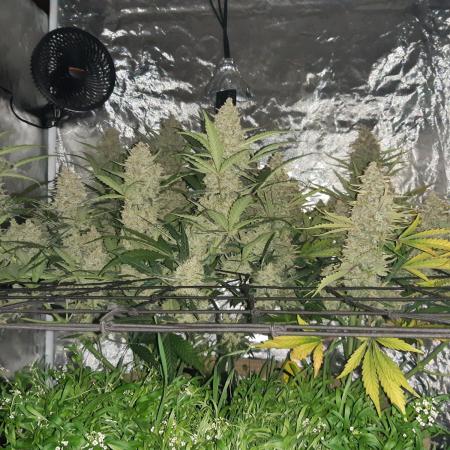 Fast buds ecolife living soil grow