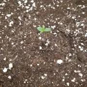 Grapefruit auto organic grow
