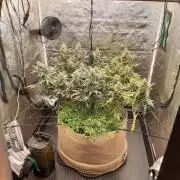 Fast buds ecolife living soil grow