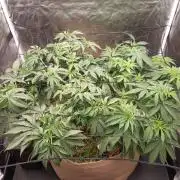 Living soil fast buds photos