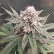 Garlic budder auto living soil test