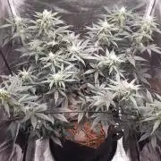Garlic budder auto living soil test
